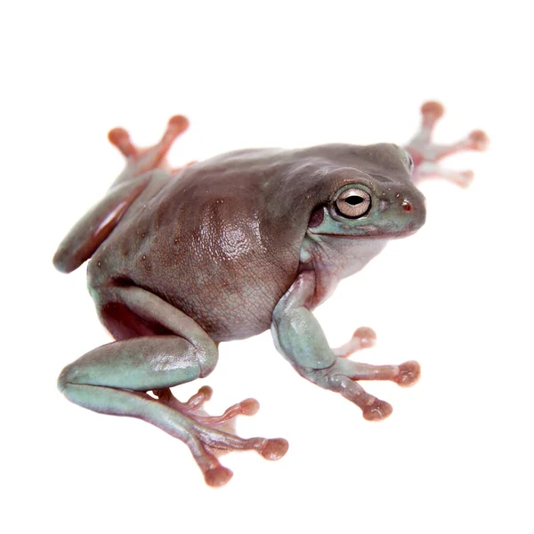 Australische groene boomkikker op witte achtergrond — Stockfoto