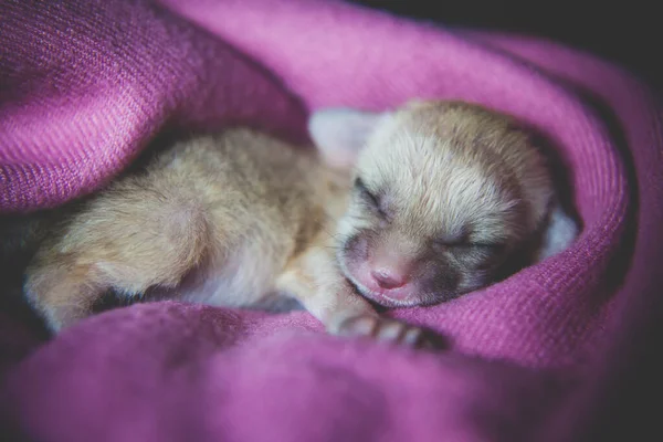 Novorozeně narozené liščí mládě, 2 týdny staré — Stock fotografie