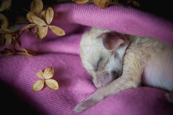 Neonato cucciolo di volpe fennec a portata di mano, 2 settimane — Foto Stock