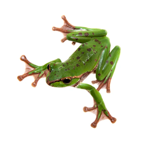 白色上隔离的绿色大鞭子蛙 — 图库照片