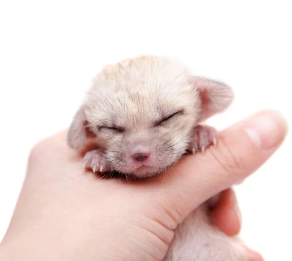 El cachorro de zorro fennec, 2 semanas de edad, en blanco —  Fotos de Stock