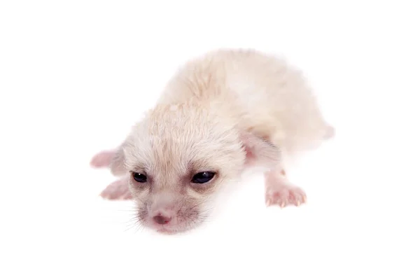 Das 2 Wochen alte Fennec-Fuchs-Jungtier auf weiß — Stockfoto