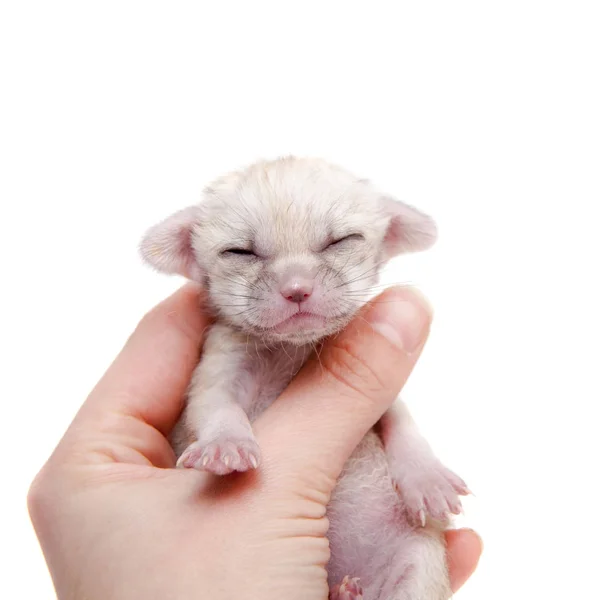 The fennec fox cub, 2 weeks old, on white — Stock Photo, Image