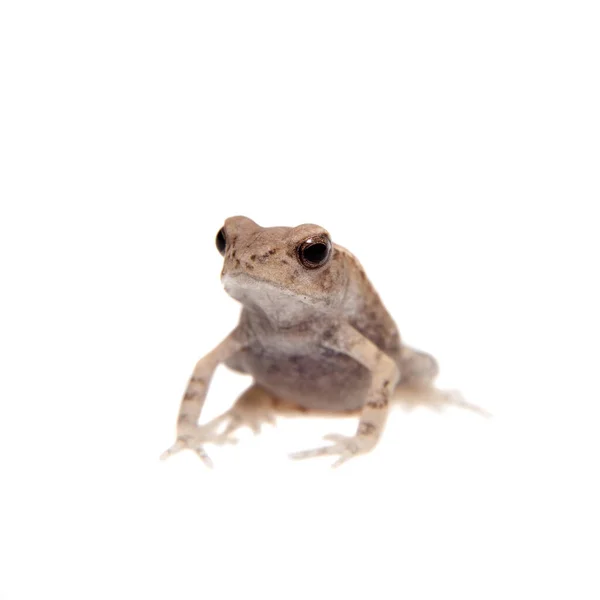 Small smooth-sided toad isolated on white background — Stock Photo, Image