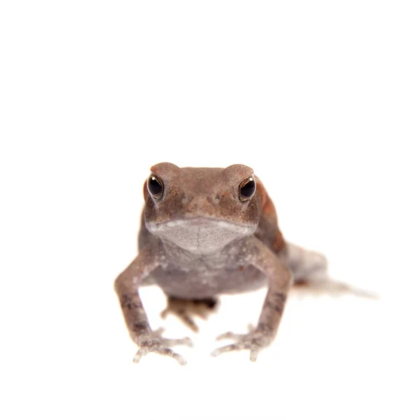 Μικρός βάτραχος με ομαλή πλευρά απομονωμένος σε λευκό φόντο — Φωτογραφία Αρχείου