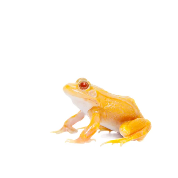 Albino Pool Frog on white, Pelophylax lessonae — Stock Photo, Image