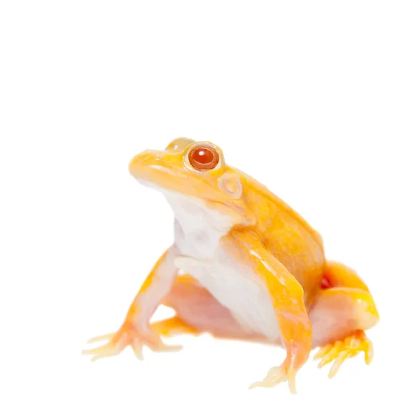 Albino Pool Frog em branco, Pelophylax lessonae — Fotografia de Stock