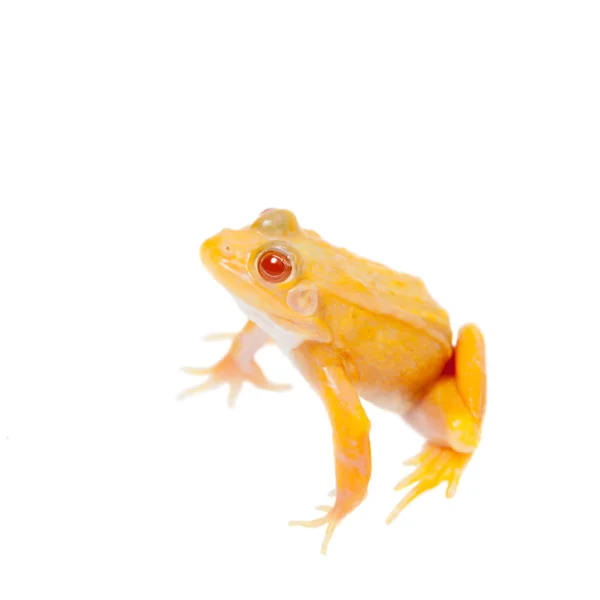 하얀 색의 pelophylax lessonae 에 있는 알비노 풀 개구리 — 스톡 사진
