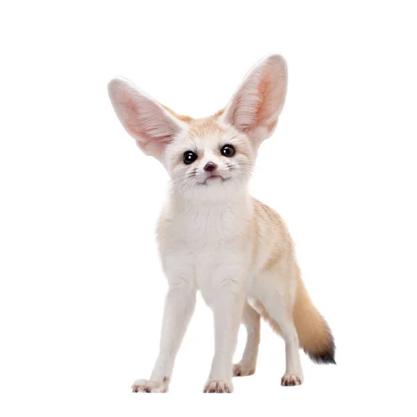 Mooie Fennec vos geïsoleerd op witte achtergrond Stockfoto