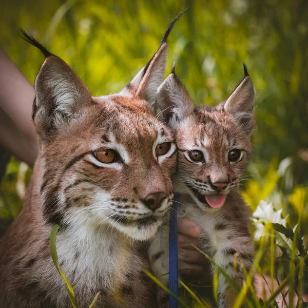 Adorable lince euroasiático con cachorro, retrato en el campo de verano —  Fotos de Stock