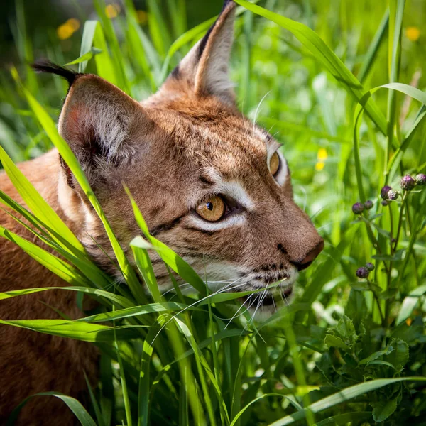 Adorabile lince eurasiatica, ritratto al campo estivo — Foto Stock