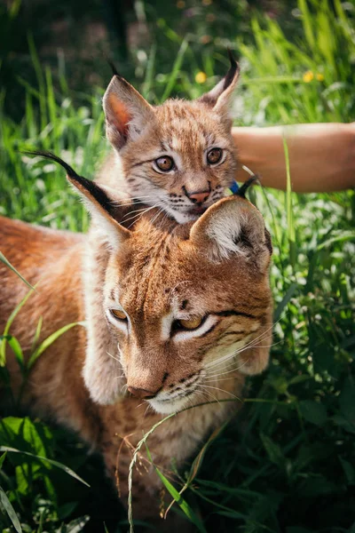 Adorável Eurasian Lynx com filhote, retrato no campo de verão — Fotografia de Stock