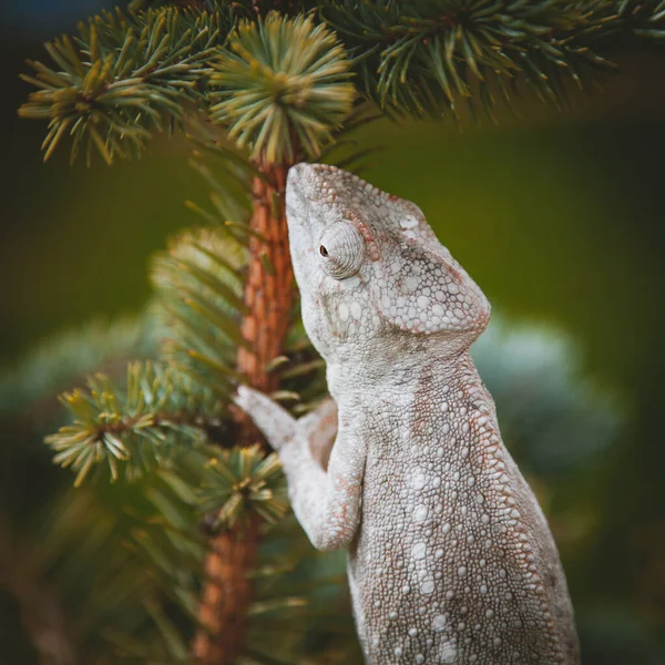 The Oustalets or Malagasy giant chameleon on white — Stock Photo, Image