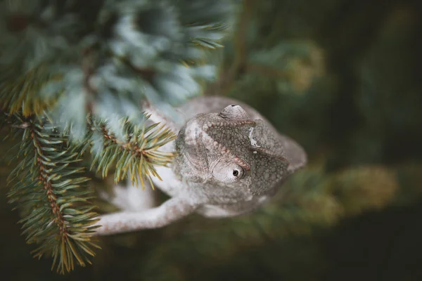 The Oustalets or Malagasy giant chameleon on white — Stock Photo, Image