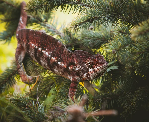 The Oustalets or Malagasy giant chameleon on white — Stock Photo, Image