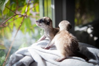 Mirket ya da suricate yavrusu, 3 haftalık.