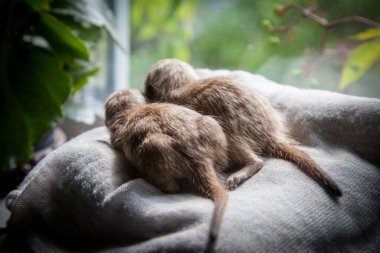 Mirket ya da suricate yavrusu, 3 haftalık.