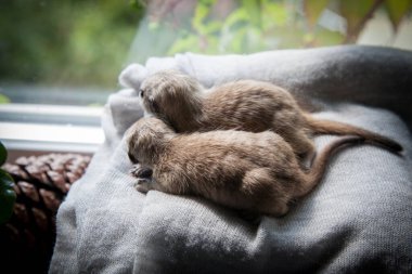 Mirket ya da suricate yavrusu, 3 haftalık.