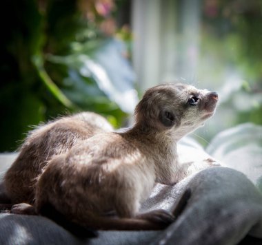Mirket ya da suricate yavrusu, 3 haftalık.