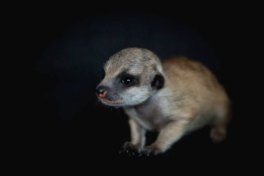 Mirket ya da suricate Cub on black