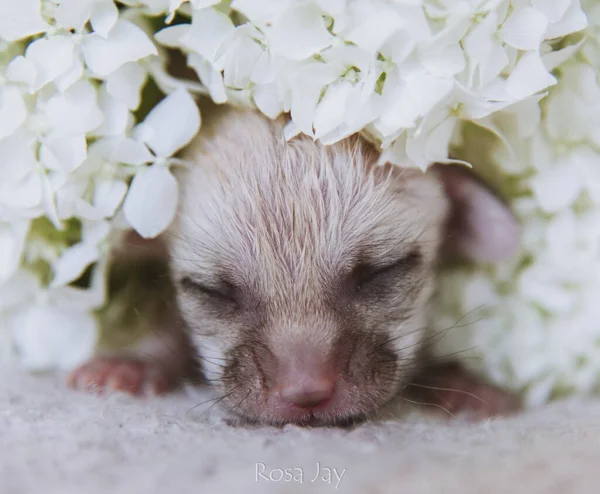 Novorozené liščí mládě v bílých květinách — Stock fotografie