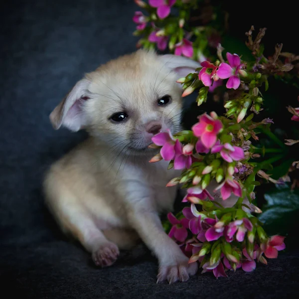 Newborn fennec fox cub with pink flowers — Stock Photo, Image