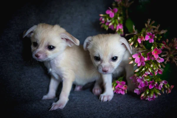 Δύο αλεπούδες fennec cub με ροζ λουλούδια — Φωτογραφία Αρχείου