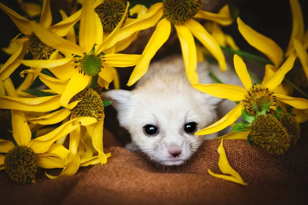 Όμορφη αλεπού fennec cub με κίτρινα λουλούδια — Φωτογραφία Αρχείου