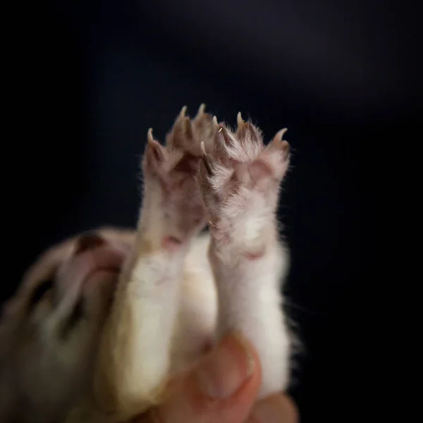 Лисицы Феннека лапы на черных с человеческими руками — стоковое фото