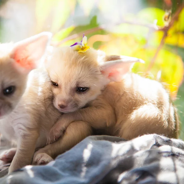 Két fennec róka kölyök fényes háttérrel — Stock Fotó