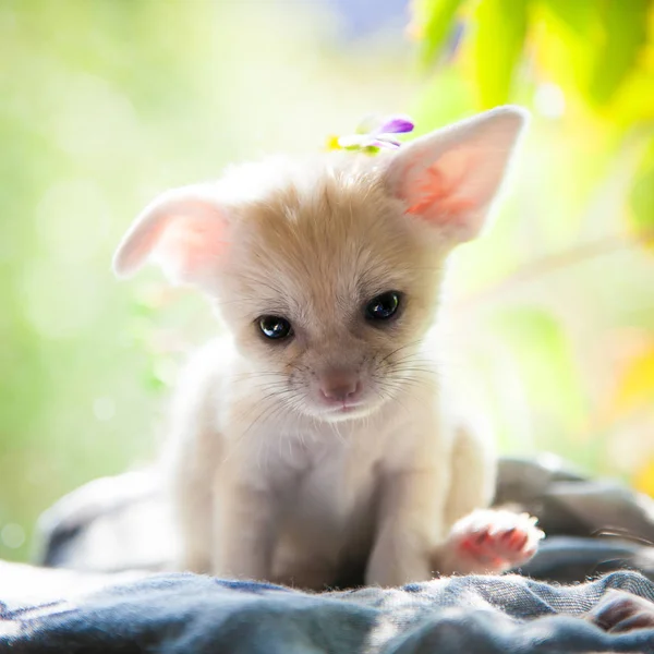 Симпатичный лисий детёныш с ярким фоном — стоковое фото