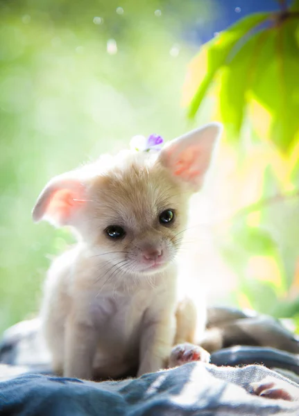 Симпатичный лисий детёныш с ярким фоном — стоковое фото