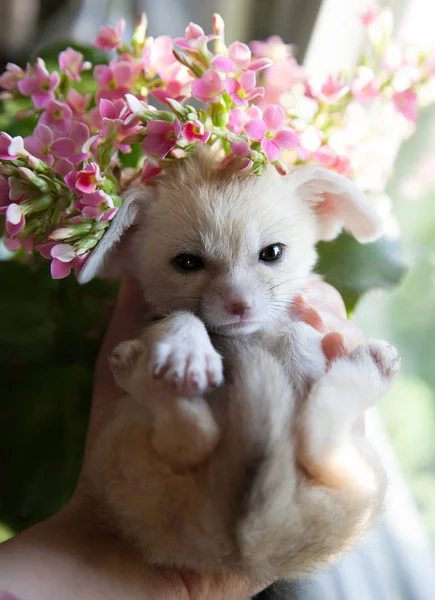 Pretty fennec fox cub with pink flowers — Stock Photo, Image