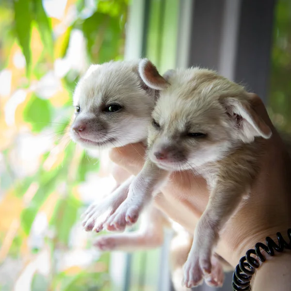 Två fennec rävar unge på mänskliga händer — Stockfoto