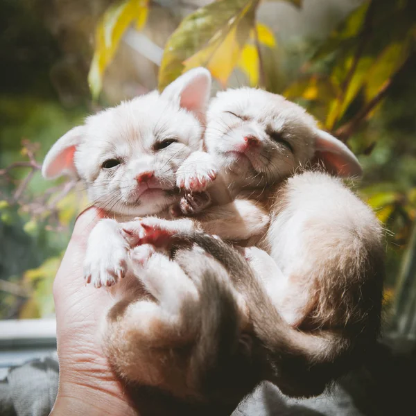 Due volpi finniche cucciolo su mani umane — Foto Stock