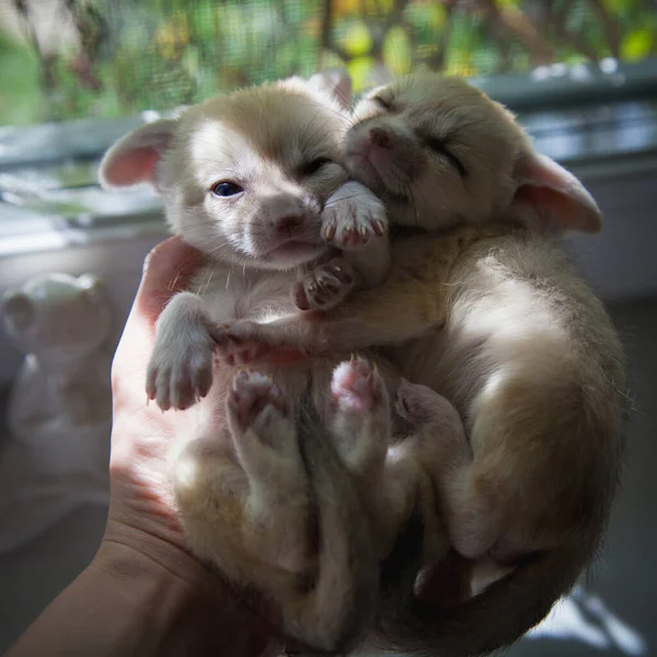 Två fennec rävar unge på mänskliga händer — Stockfoto