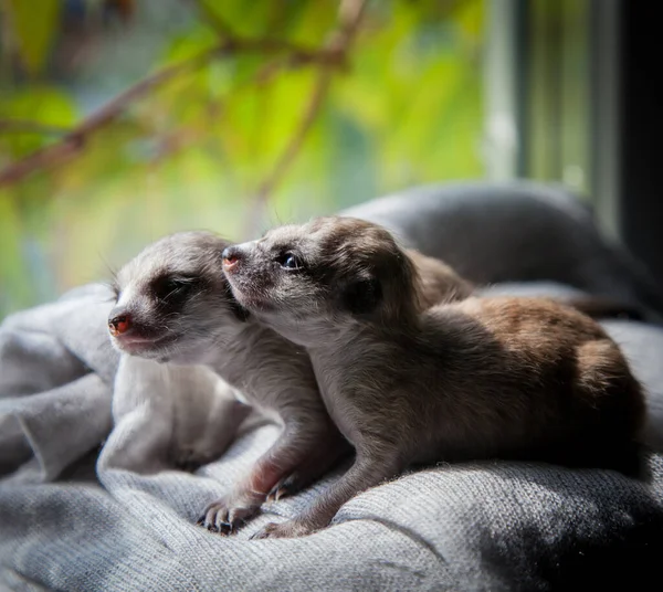 Mirket ya da suricate yavrusu, 3 haftalık.