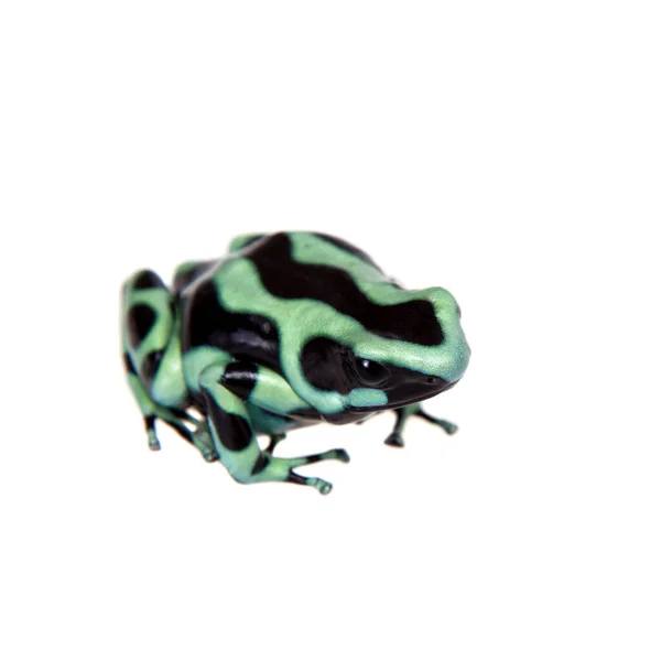 Grenouille antipoison verte et noire isolée sur blanc — Photo