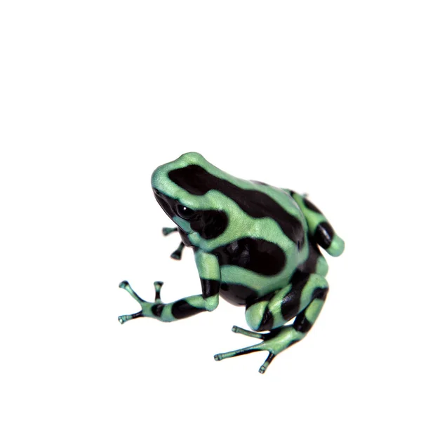 Green-and-Black Poison Dart Frog geïsoleerd op wit — Stockfoto