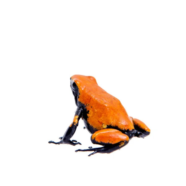 白の背景にスプラッシュバック毒カエル赤バックバリアント — ストック写真