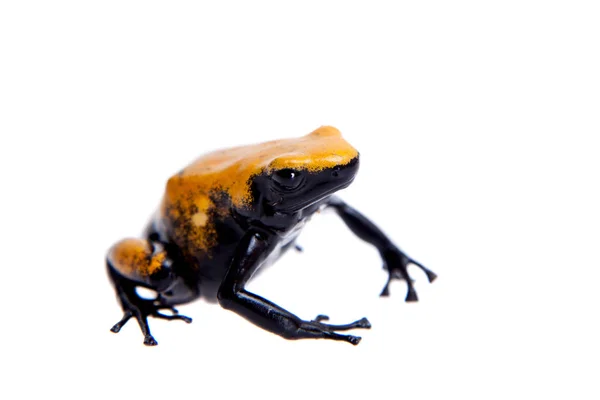 Spritzrückengiftfrosch Gelbrückenvariante auf weißem Rücken — Stockfoto