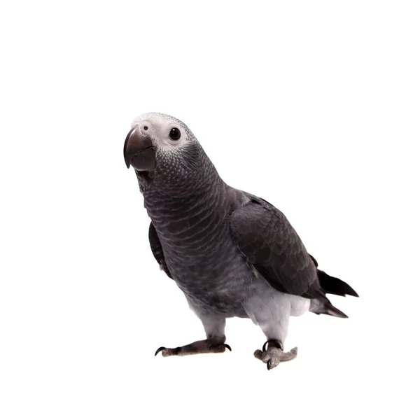 Timneh African Grey Papagei isoliert auf weiß — Stockfoto