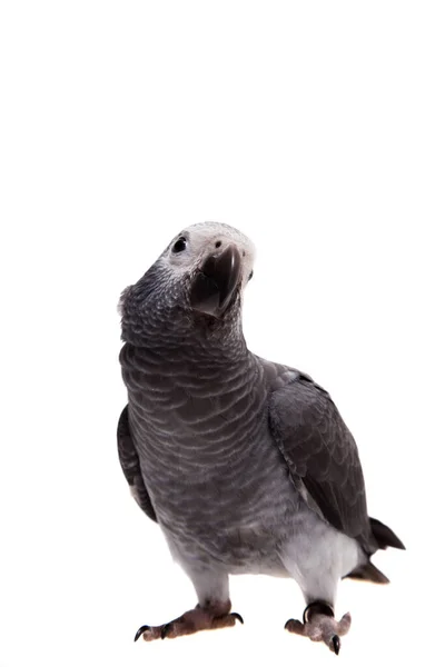 Timneh Afrikaanse grijze papegaai geïsoleerd op wit — Stockfoto