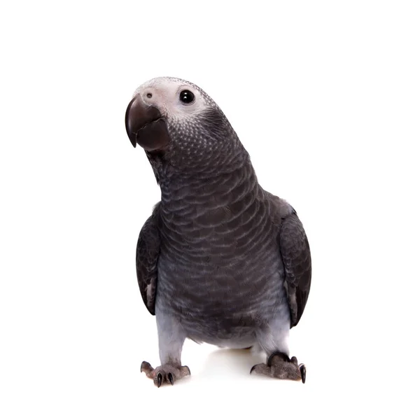 Timneh African Grey Papuga izolowana na białym — Zdjęcie stockowe