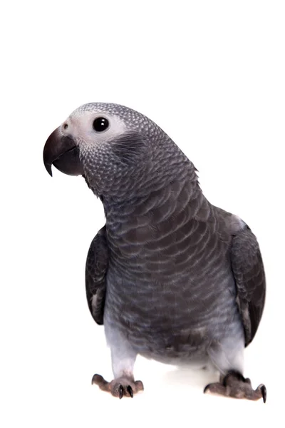 Timneh African Grey Parrot isolated on white — Stock Photo, Image