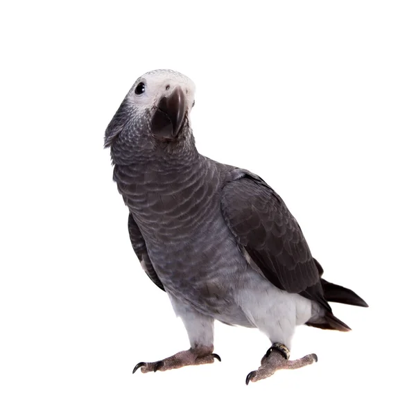Тимне Африканский серый попугай изолирован на белом — стоковое фото