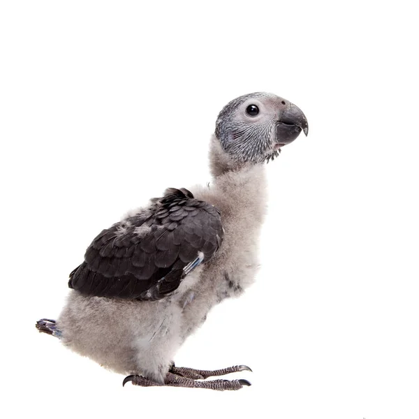 Timneh Afrika Gri Papağanı beyaza izole edilmiş — Stok fotoğraf