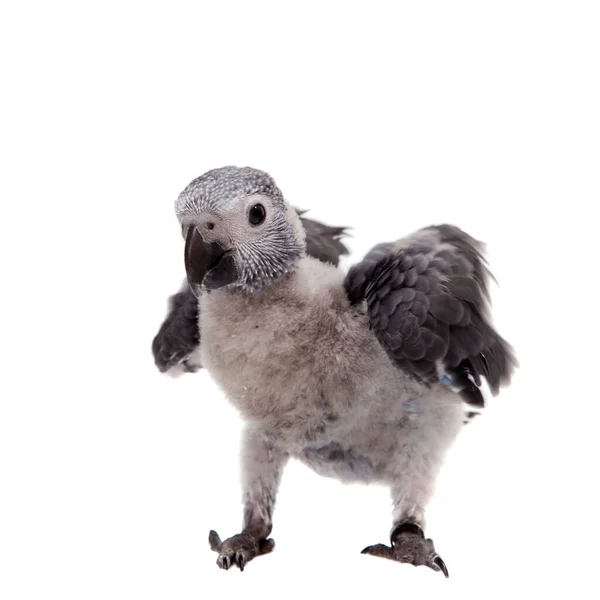 Timneh African Grey Parrot isolated on white — Stock Photo, Image