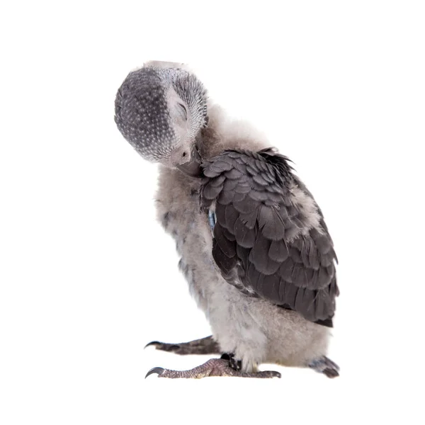 Timneh非洲灰鹦鹉在白色上被隔离 — 图库照片
