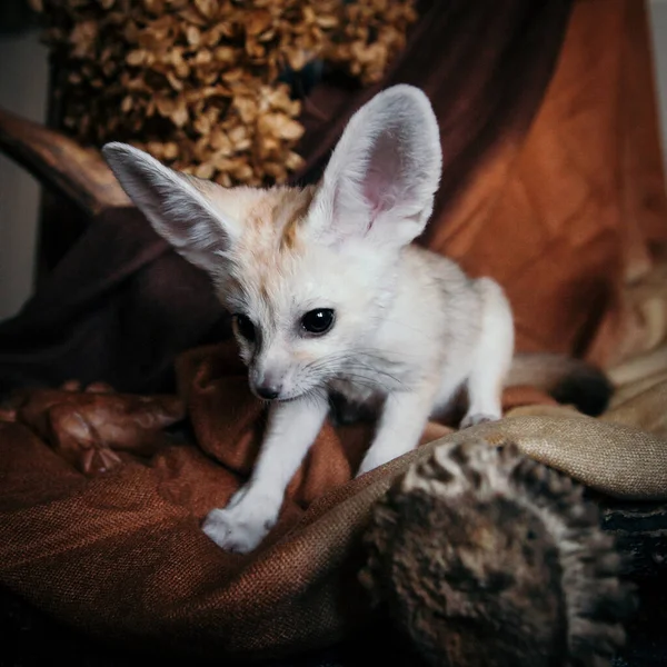 Pretty Fennec fox cub on brown backgorund — стоковое фото